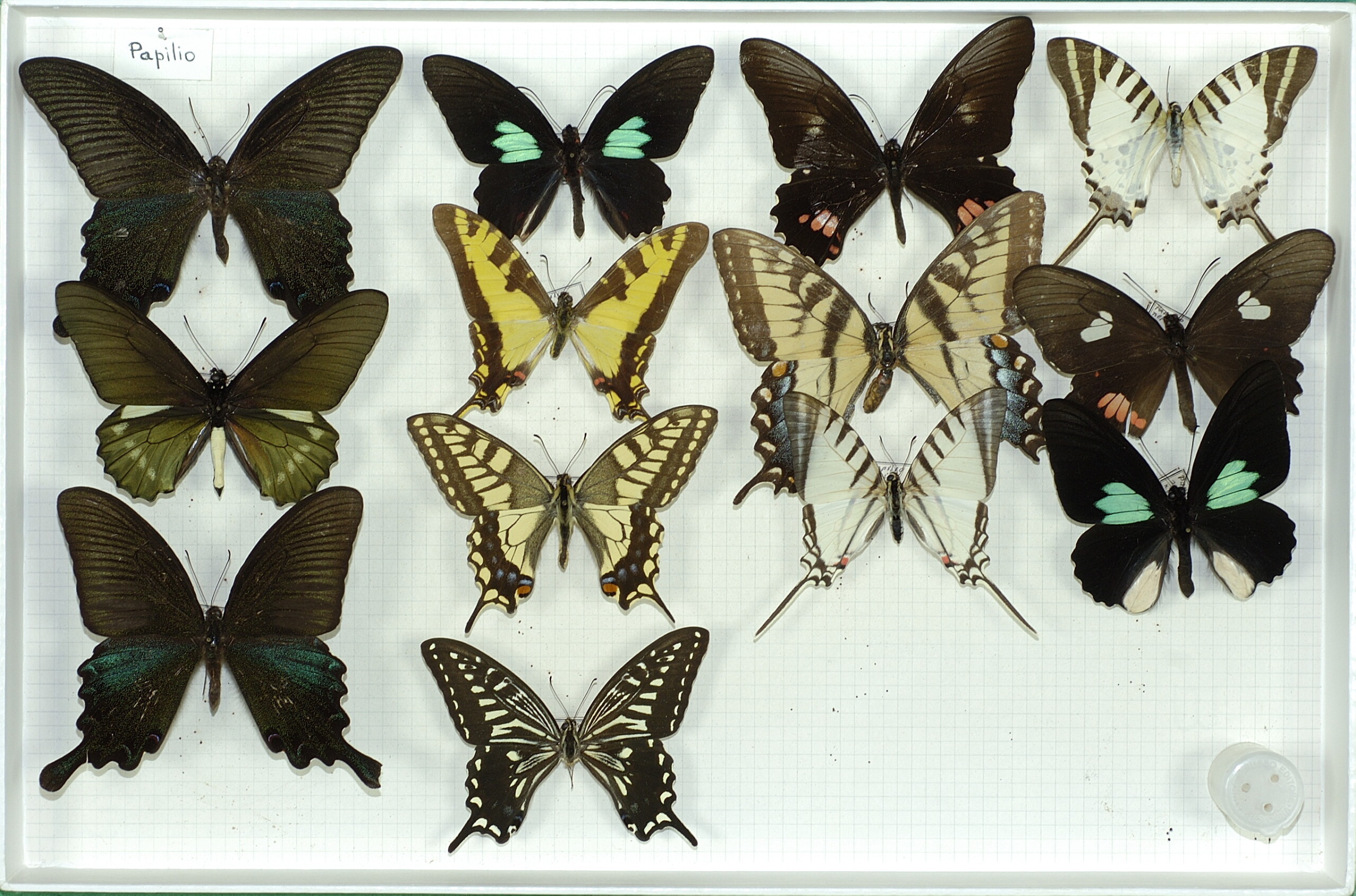 Papilio bianor
Parides sesostris
Eurytides thyastes
Papilio machaon
Papilio xuthus
Papilio anchisiades
Papilio glaucus
Iphiclides podalirius
Graphium antiphates