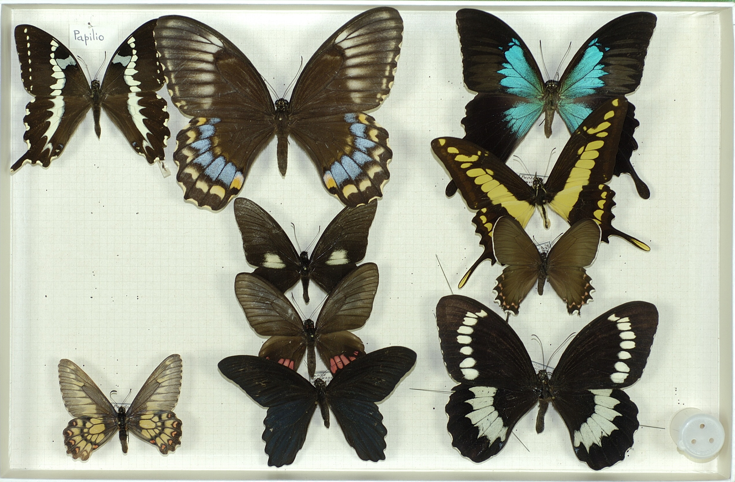 Papilio delalandei 
Euryades corethrus
Papilio weymeri
Papilio anchisiades
Papilio ulysses ssp. gabrielis
Papilio thoas
Parides bunichus