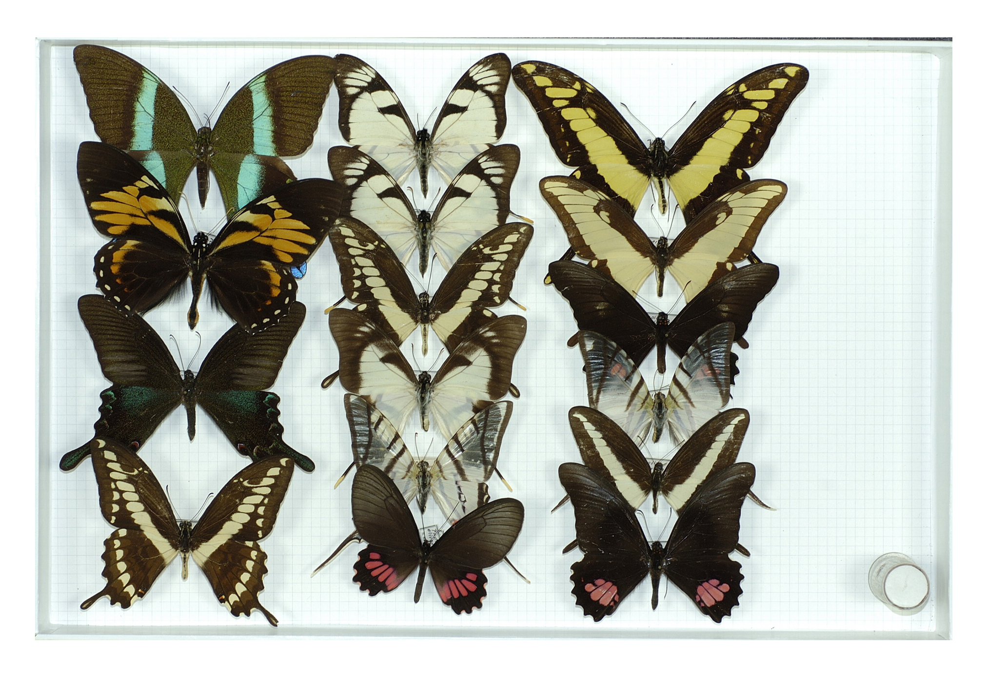 Papilio blumei
Papilio bianor
Papilio thoas
Eurytides dolicaon
Protesilaus orthosilaus
Protesilaus protesilaus