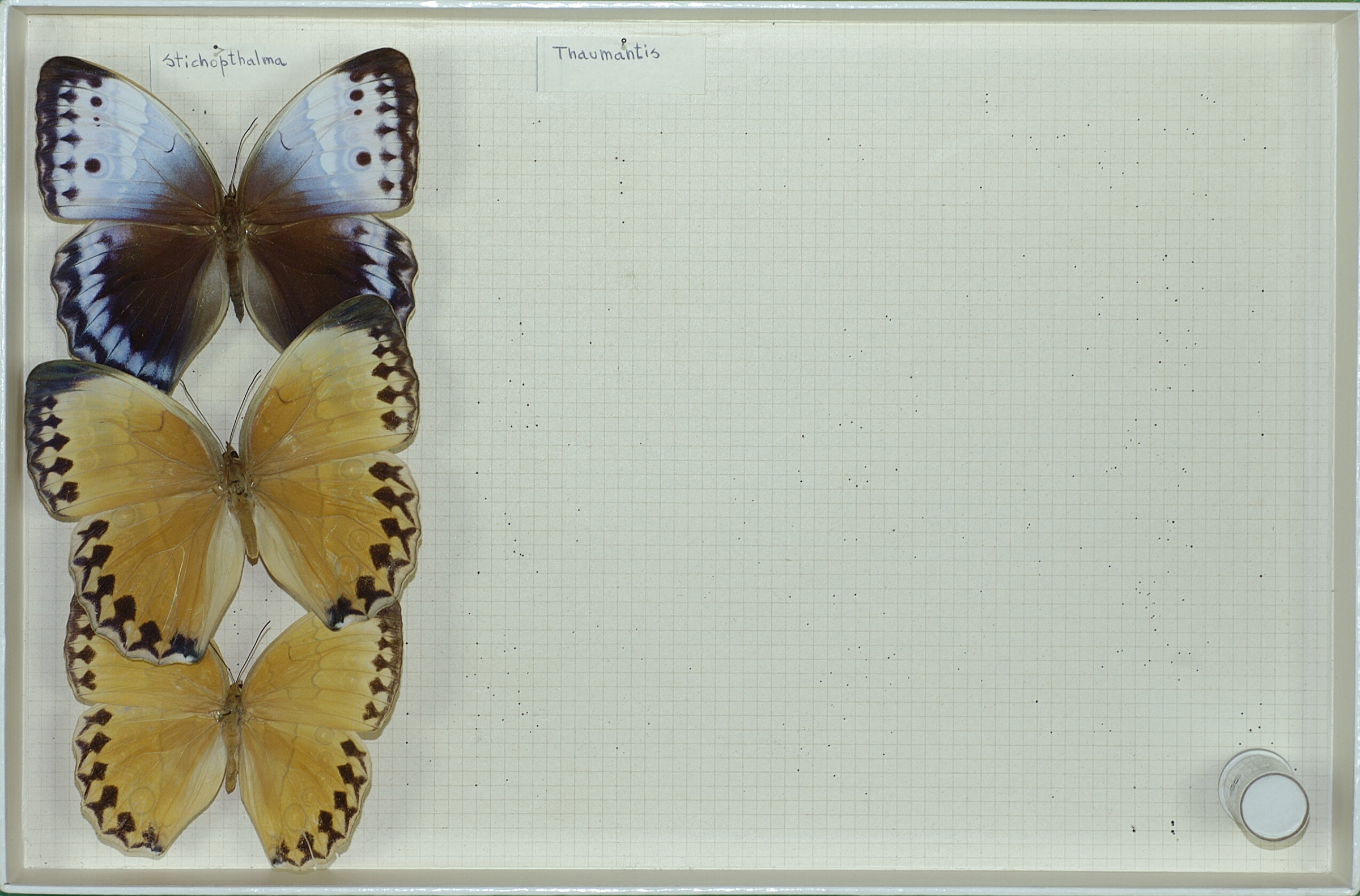 Stichophthalma